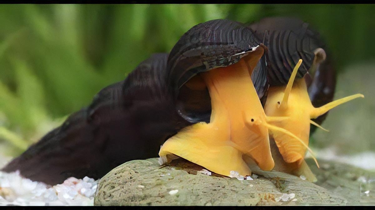 Rabbit Snail Tylomelania 5cm - Real Aquatics