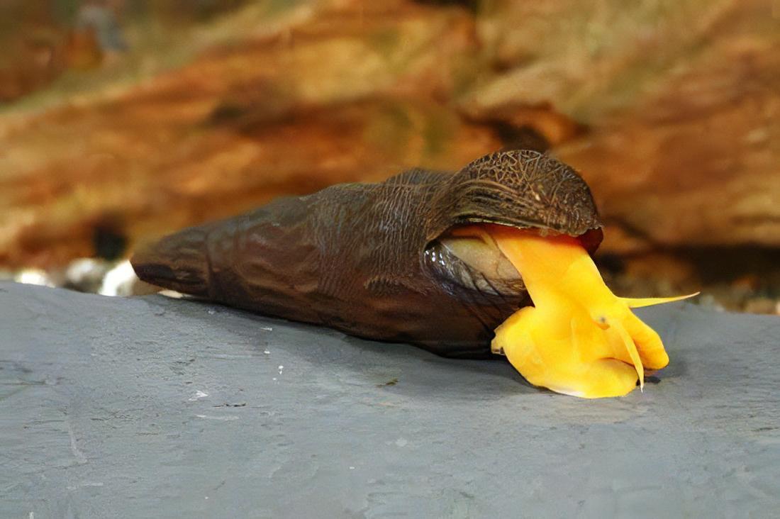 Giant Orange Sulawesi Snail Tylomelania 5cm - Real Aquatics