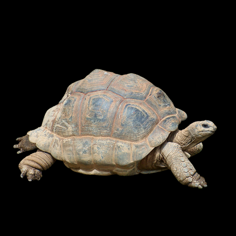 Tortoise