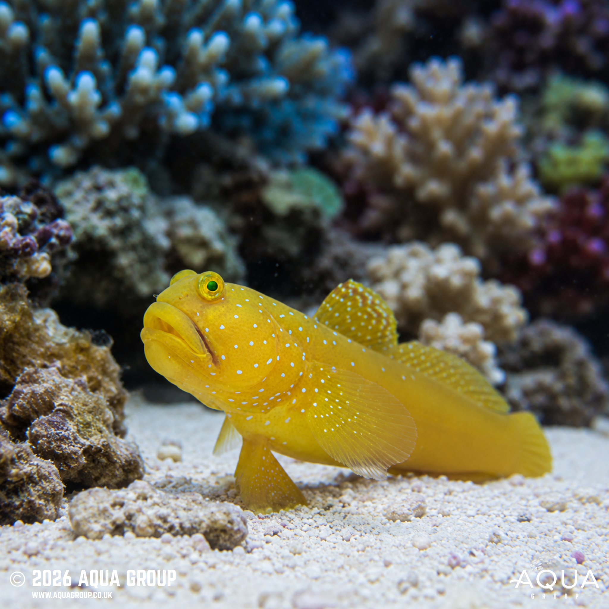 Sulphur Shrimp Goby (Cryptocentrus cinctus)