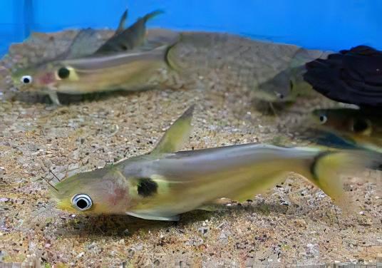 Sun Catfish Horabagrus Brachysoma 5cm - Real Aquatics