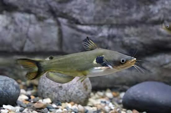 Sun Catfish Horabagrus Brachysoma 5cm - Real Aquatics