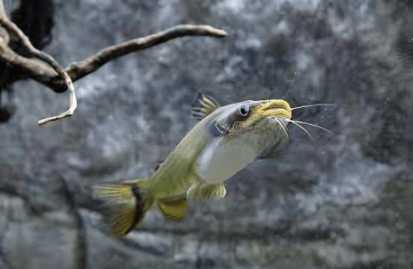Sun Catfish Horabagrus Brachysoma 5cm - Real Aquatics