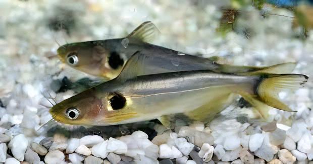 Sun Catfish Horabagrus Brachysoma 5cm - Real Aquatics