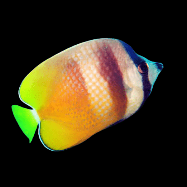 Sunburst Butterfly Fish Chaetodon Kleinii - Real Aquatics