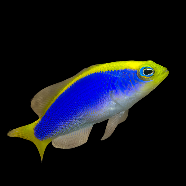 Sunrise Pygmy Basslet Pseudochromis Flavivertex - Real Aquatics