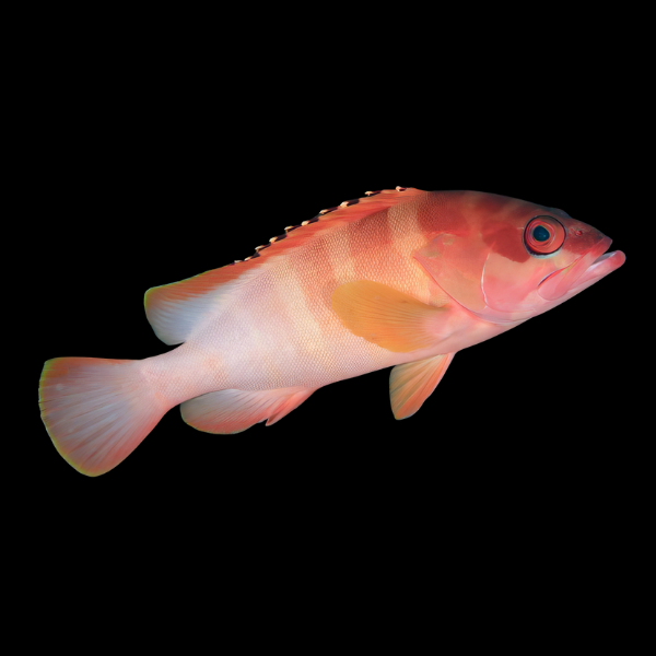 Sunset Grouper Epinephelus Fasciatus - Real Aquatics