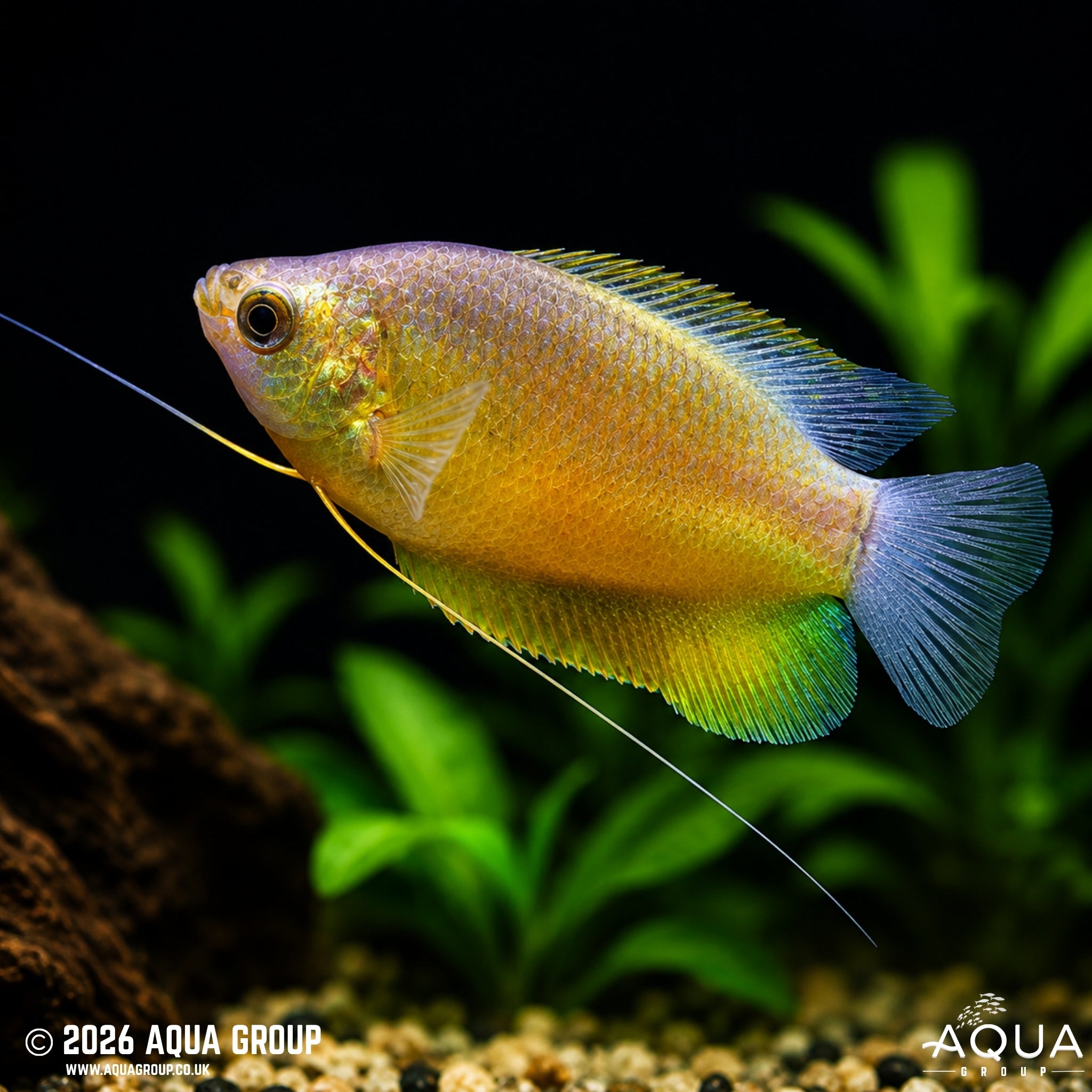 Sunset Thick-Lipped Gourami (Trichogaster labiosa)
