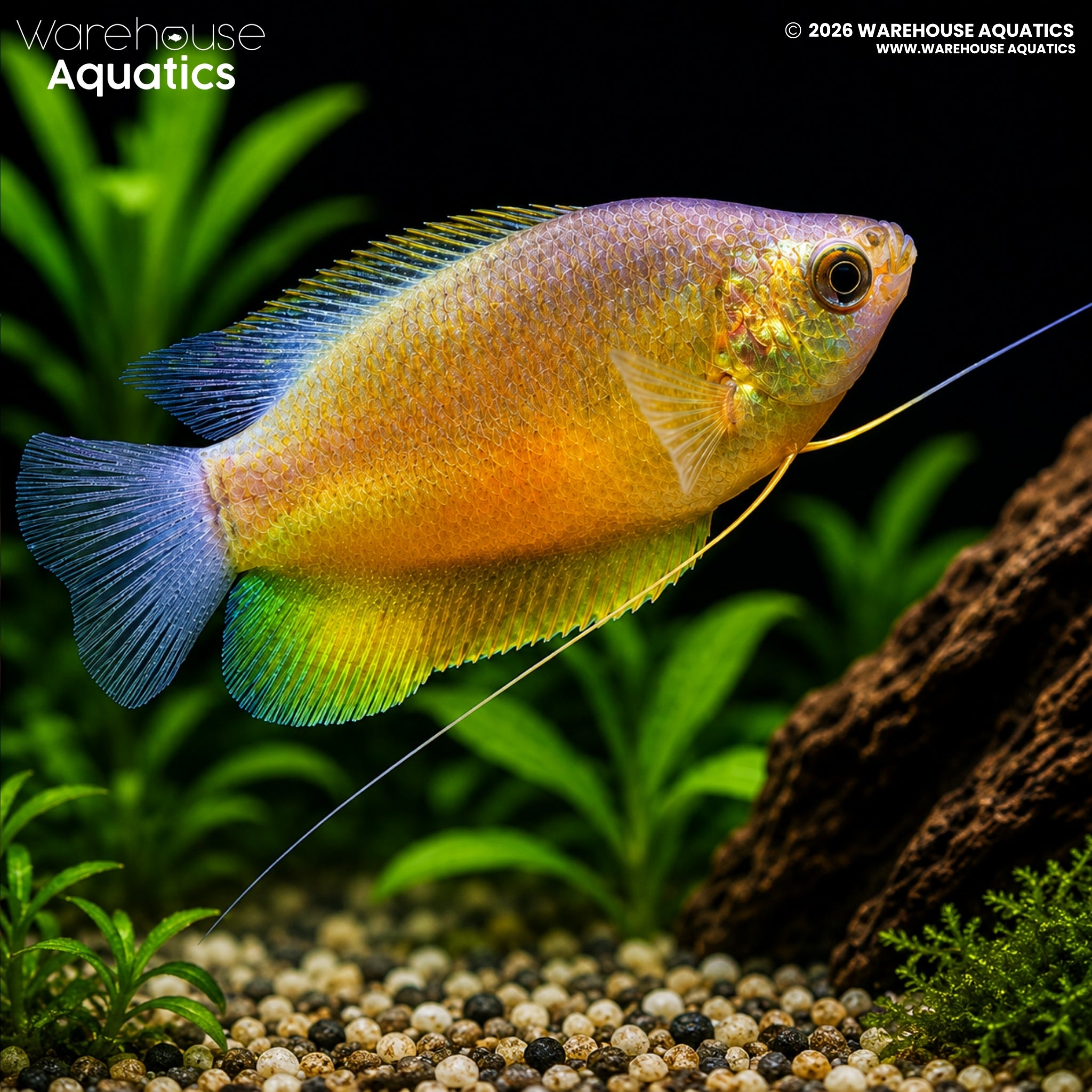 Sunset Thick-Lipped Gourami (Trichogaster labiosa)