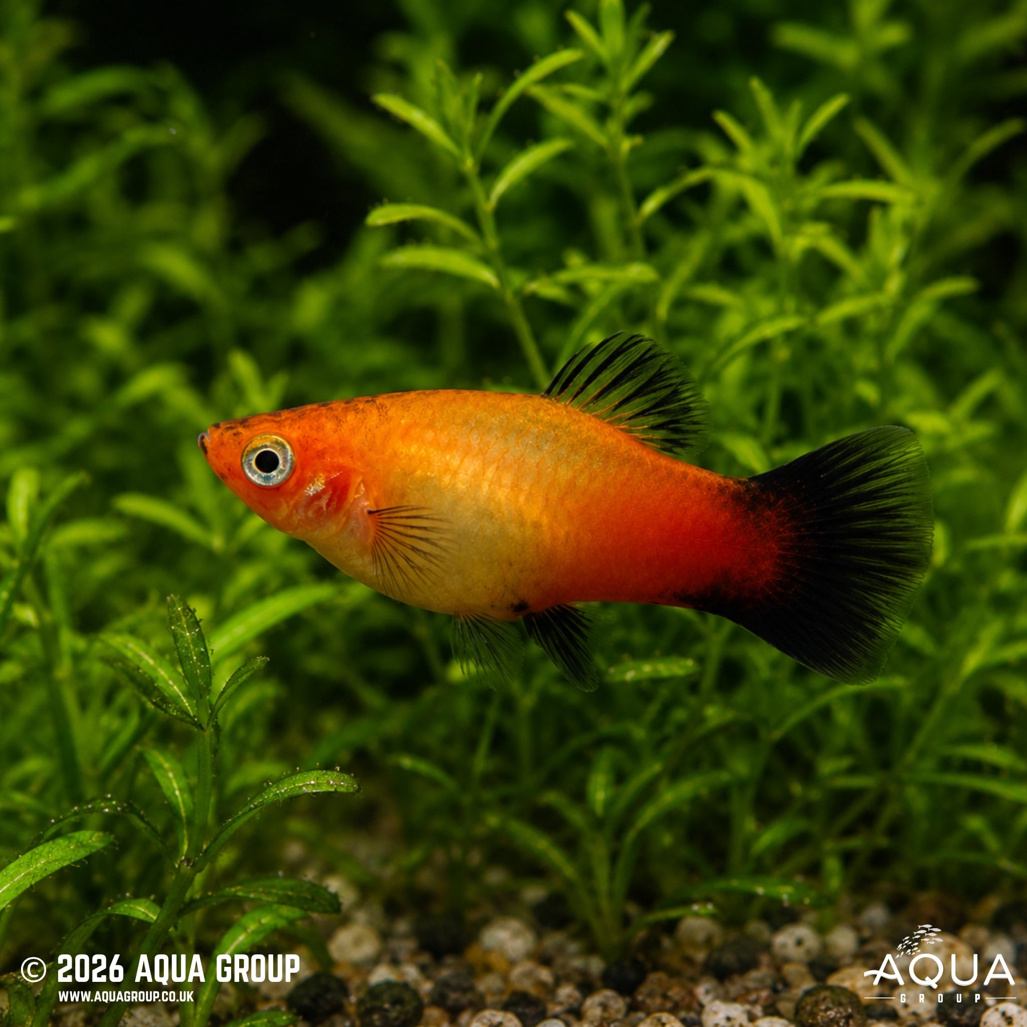 Sunset Wagtail Platy (Xiphophorus maculatus)