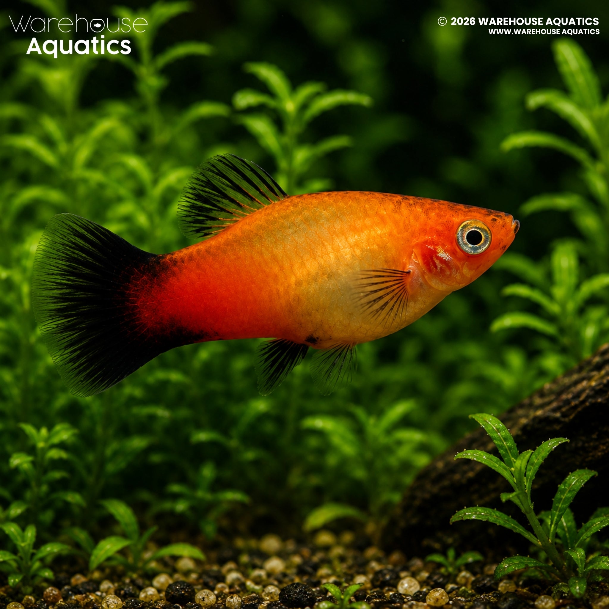 Sunset Wagtail Platy (Xiphophorus maculatus)