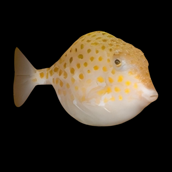 Sunshine Boxfish Anoplocapros Inermis - Real Aquatics