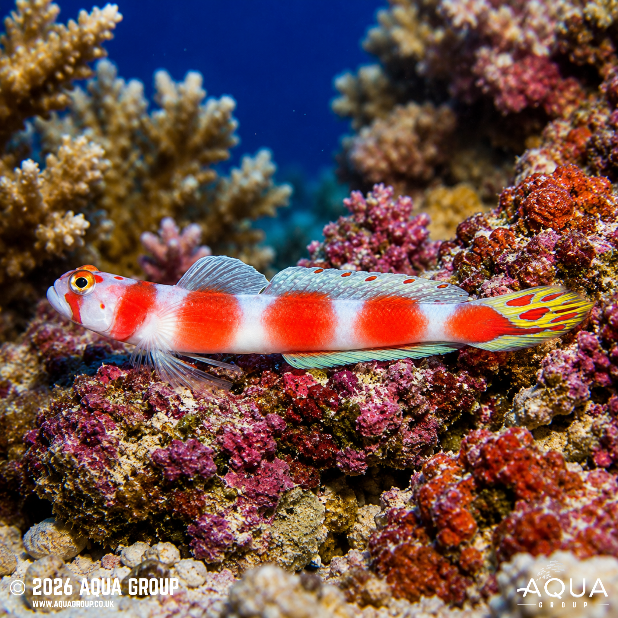 Suntail Shrimp Goby (Amblyeleotris aurora)