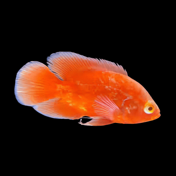 Super Chilli Red Oscar High Grade Astronotus Ocellatus 12cm - Real Aquatics