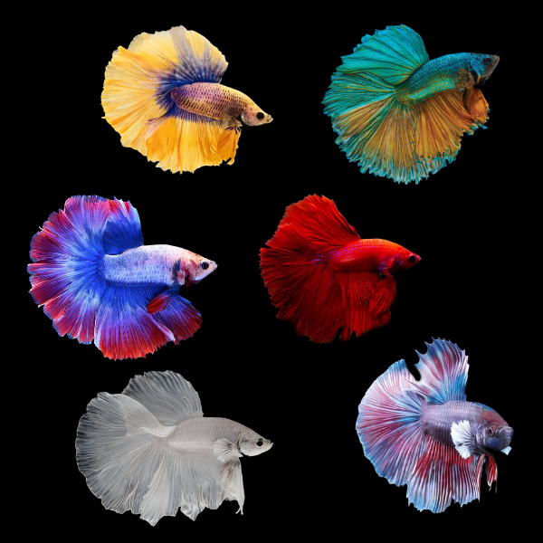 Super Delta Betta Assorted Male 3cm - Real Aquatics