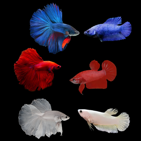 Assorted Betta Super Delta