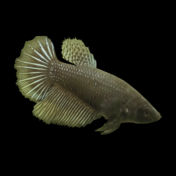 Super Delta Betta Female Black 3cm - Real Aquatics