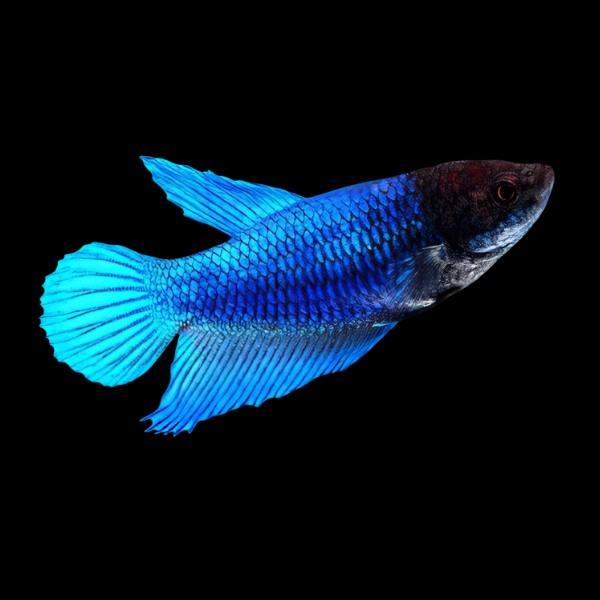 Super Delta Betta Female Blue Base 3cm - Real Aquatics