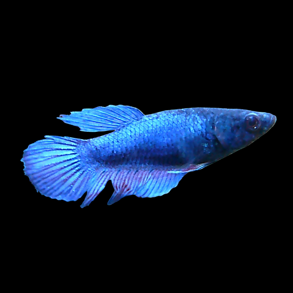 Super Delta Betta Female Blue 3cm - Real Aquatics