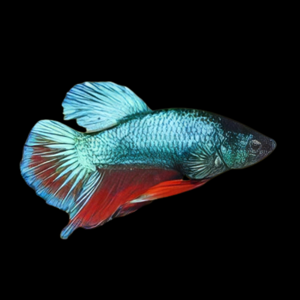 Super Delta Betta Female Green Base 3cm - Real Aquatics