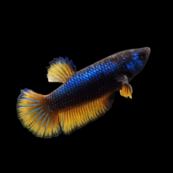 Super Delta Betta Female Mustard Gas 3cm - Real Aquatics