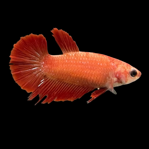 Super Delta Betta Female Orange Base 3cm - Real Aquatics