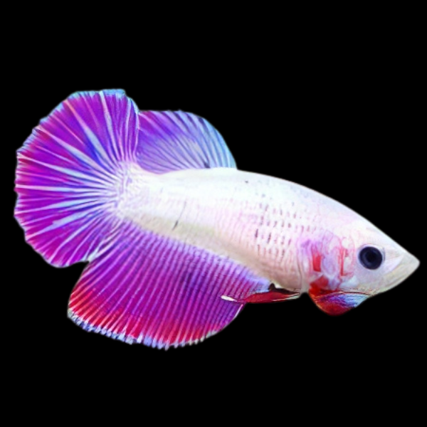 Super Delta Betta Female Pink Base 3cm - Real Aquatics