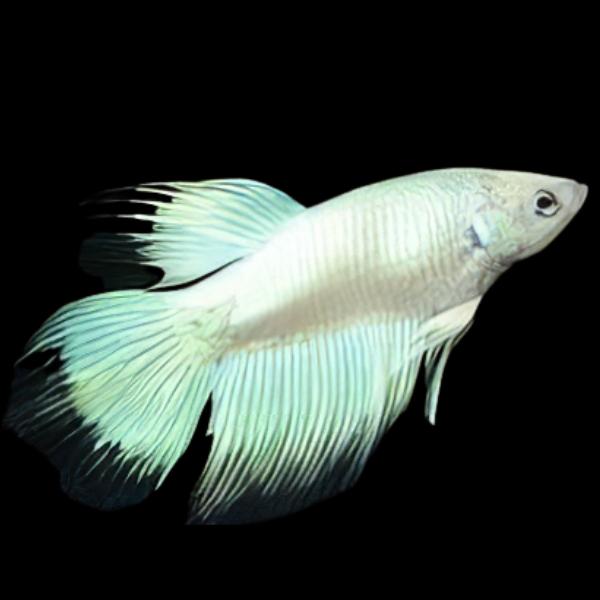 Super Delta Betta Female Platinum 3cm - Real Aquatics