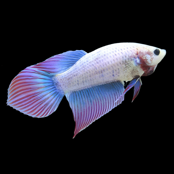 Super Delta Betta Female Purple Base 3cm - Real Aquatics