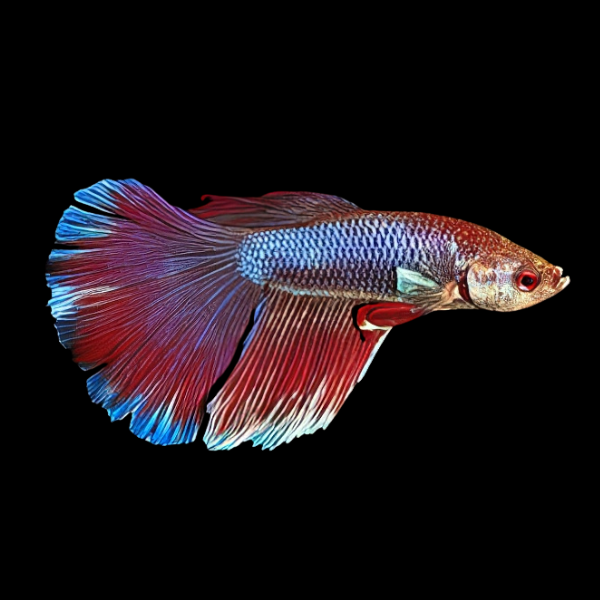 Super Delta Betta Female Red Base 3cm - Real Aquatics