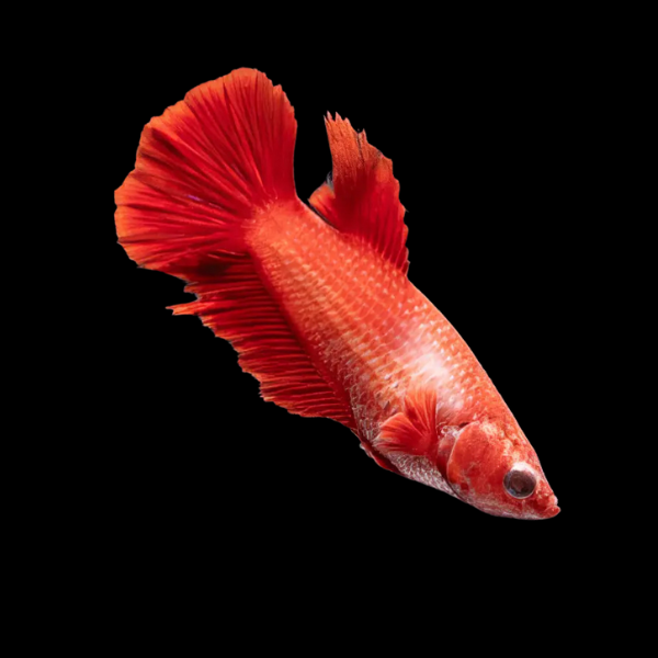 Super Delta Betta Female Red 3cm - Real Aquatics