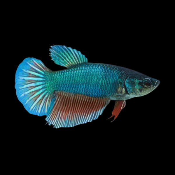 Super Delta Betta Female Turquoise Base 3cm - Real Aquatics