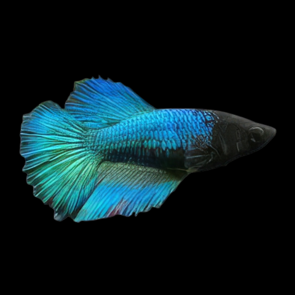 Super Delta Betta Female Turquoise 3cm - Real Aquatics