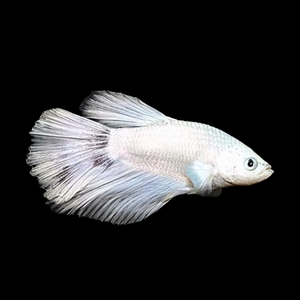 Super Delta Betta Female White Base 3cm - Real Aquatics