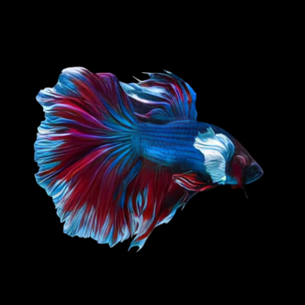 Super Delta Betta Male Blue Base 3cm - Real Aquatics
