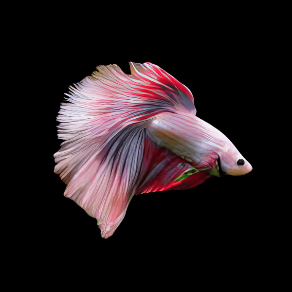 Super Delta Betta Male Pink Base 3cm - Real Aquatics