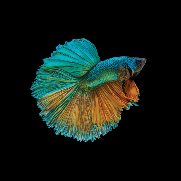 Super Delta Betta Male Turquoise Base 3cm - Real Aquatics