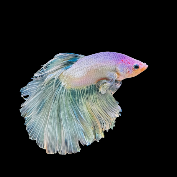 Super Delta Betta Male White Base 3cm - Real Aquatics