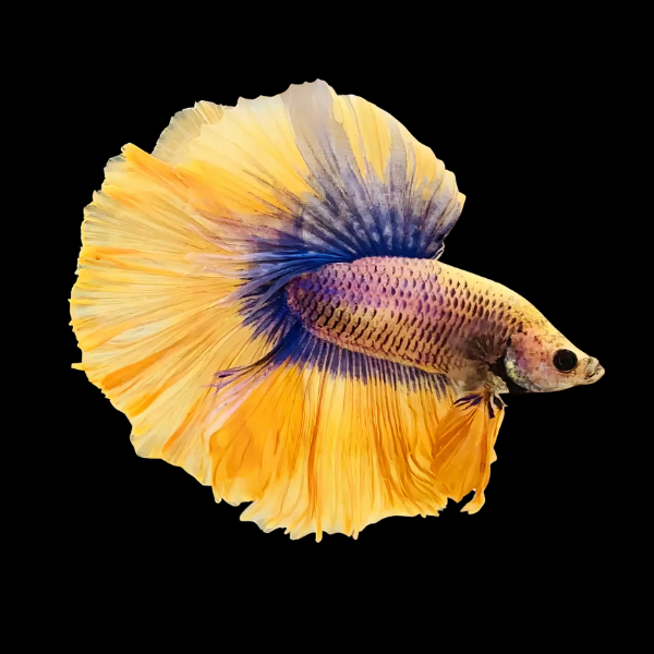 Super Delta Betta Male Yellow Base 3cm - Real Aquatics