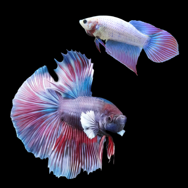 Super Delta Betta Pair Male & Female Purple Base 3cm - Real Aquatics