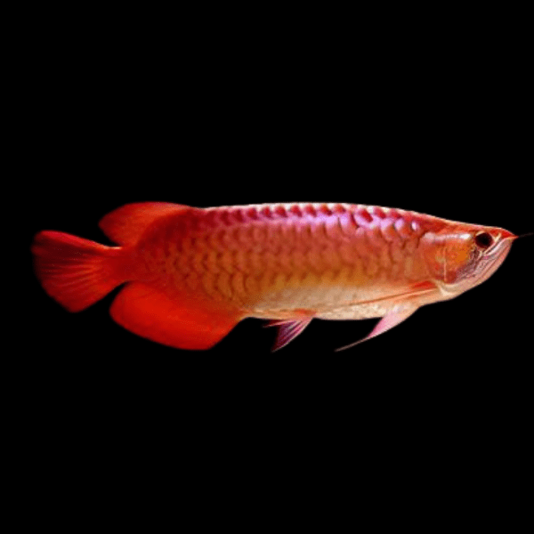 Super Red 24K Red Arowana Scleropages Formosus 20cm - Real Aquatics