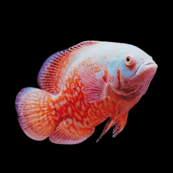 Super Red Albino Tiger Oscar High Grade Astronotus Ocellatus 12cm - Real Aquatics