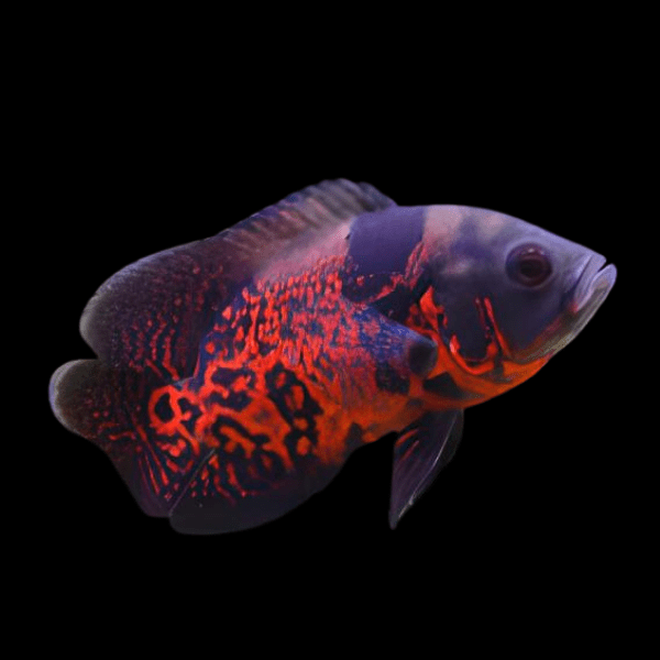 Super Red Tiger Oscar High Grade Astronotus Ocellatus 12cm - Real Aquatics