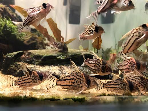 Super Schwartzi Corydoras Schwartzi 4cm Catfish. - Real Aquatics