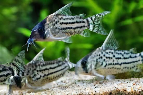 Super Schwartzi Corydoras Schwartzi 4cm Catfish. - Real Aquatics