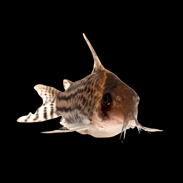Super Schwartzi Corydoras Schwartzi 4cm Catfish. - Real Aquatics