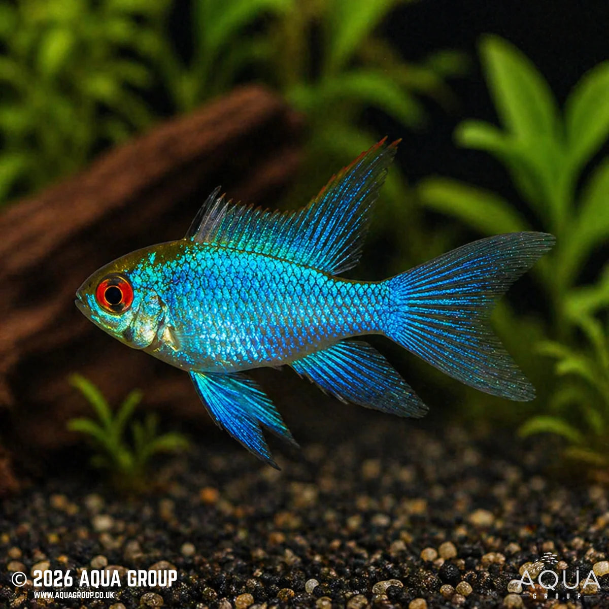 Super Neon Blue German Longfin Ram