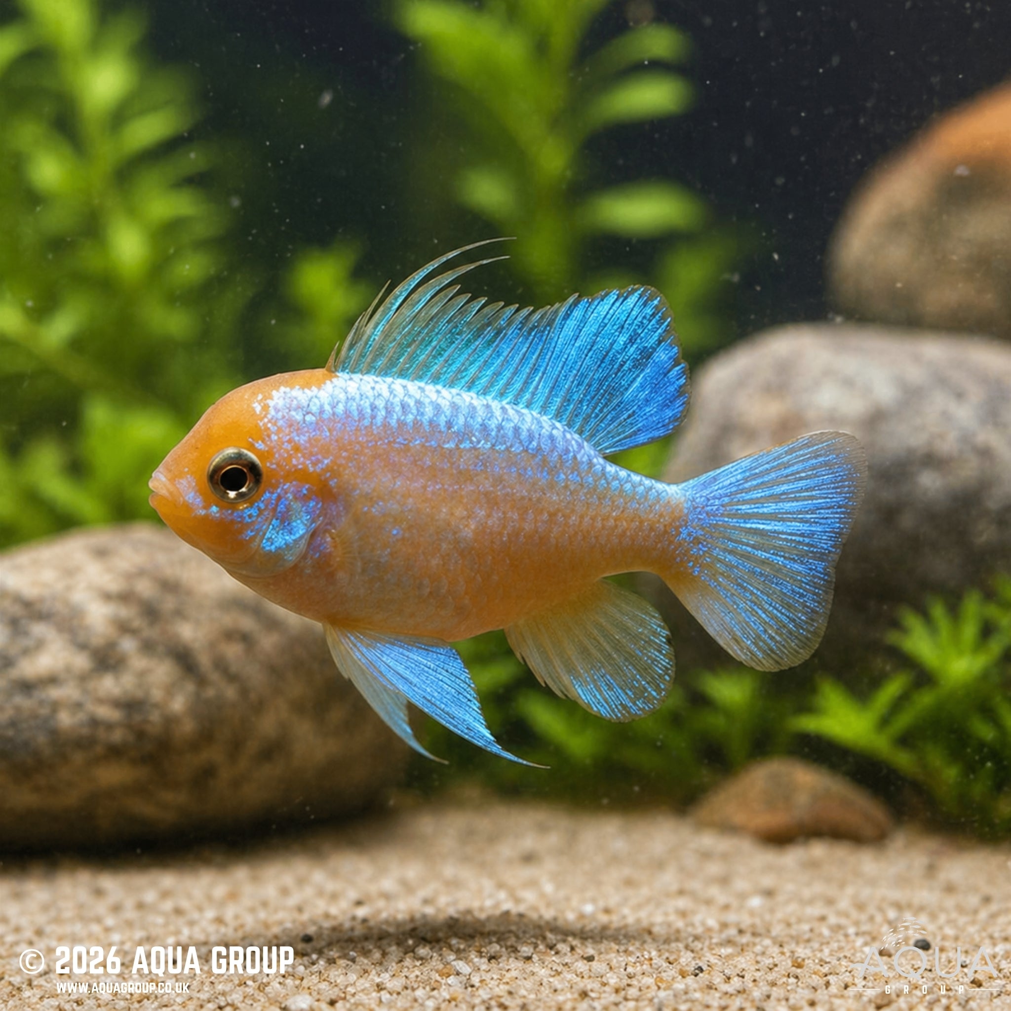 Super Neon Blue German Gold Ram (Mikrogeophagus ramirezi)