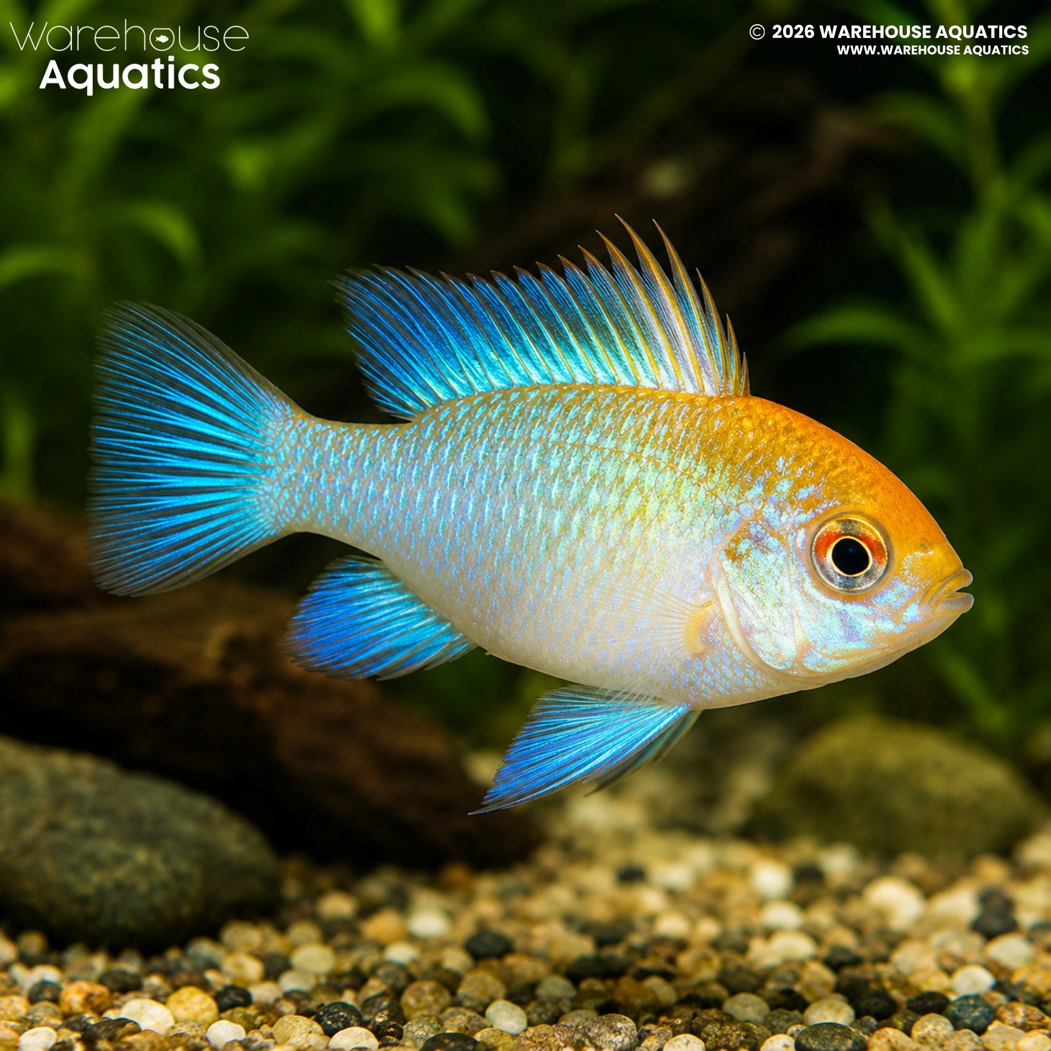 Super Neon Blue German Gold Ram (Mikrogeophagus ramirezi)