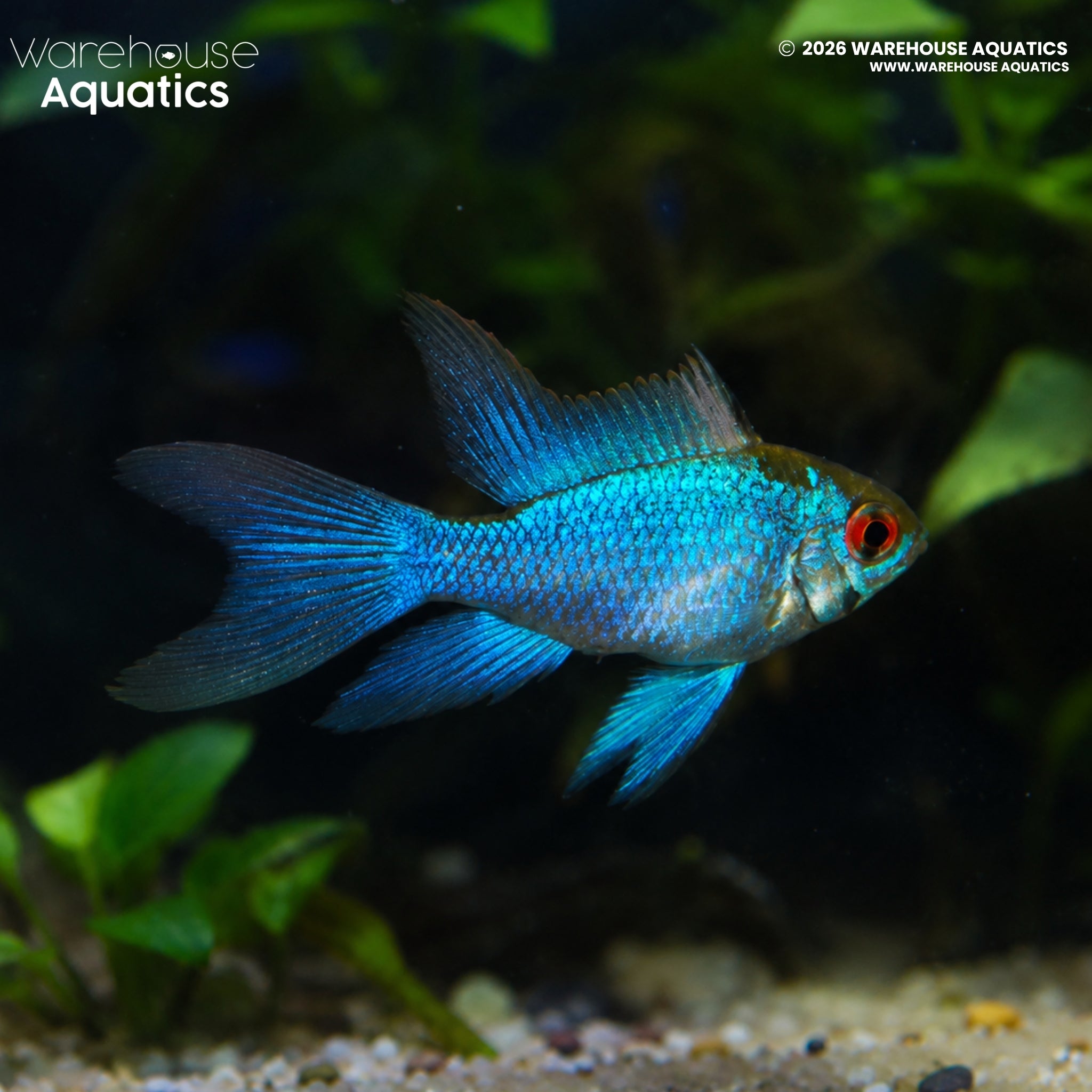 Super Neon Blue German Longfin Ram (Mikrogeophagus ramirezi)